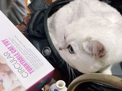 -糯米喵星人总部直营旗舰店·猫舍·幼猫出售