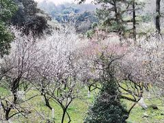 -杭州植物园