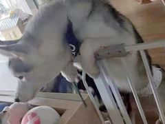 -Husky Go! 哈士奇体验馆·宠物咖啡厅狗咖