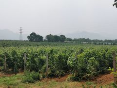 -北京张裕爱斐堡酒庄