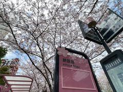 -高东镇樱花园