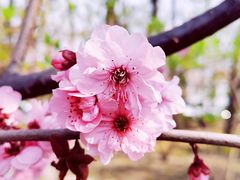 -海棠花溪(元大都城垣遗址公园)