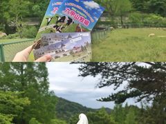 -神户市立六甲山牧场