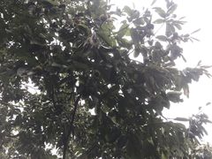 -雨花胜境