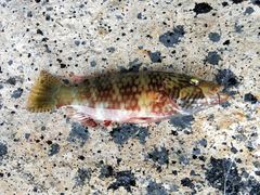 -海盗餐厅