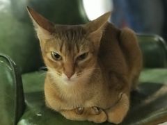 -猫小院猫主题餐厅(三里屯店)