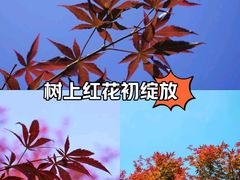 -广州市帽峰山景区