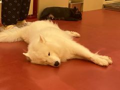 -和它·交个朋友·狗咖猫咖(爱琴海店)