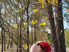 -天适樱花悠乐园