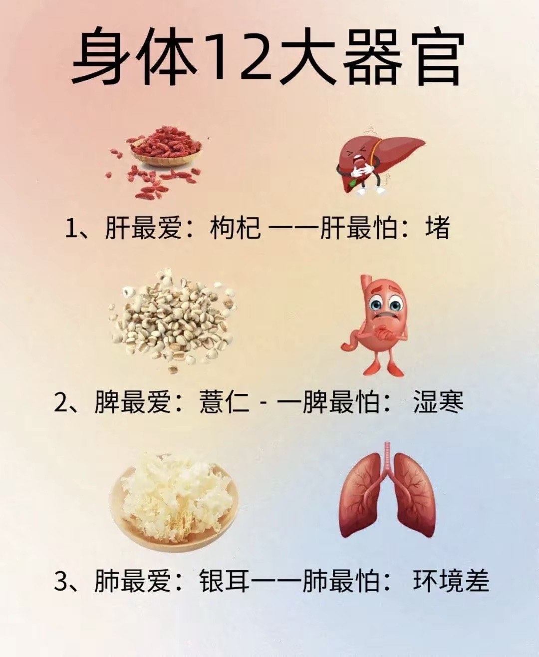 背心对应的器官图片