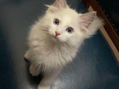 -袁大头包子(光华路店)