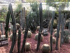 -呀路古热带植物园