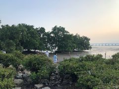 -宝安西湾红树林湿地公园