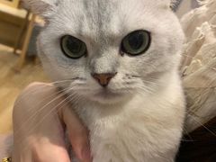 -滚猫咖啡·猫咖·猫友好撸猫(未来城店)