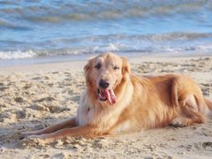 -碧桂园十里银滩