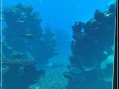 -海棠湾洲际-涛·海底餐厅·美人鱼·自助餐·海底隧道