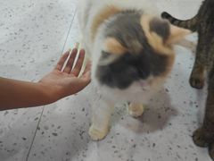 -喵园·猫主题咖啡厅·撸猫·猫咖(国贸店)