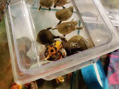 -万商花鸟市场