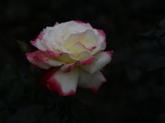 -人民公园(罗湖区)