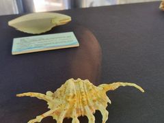 -上海海洋大学鱼文化博物馆(军工路校区)