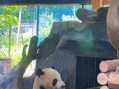 -云南野生动物园
