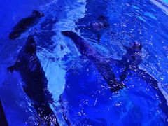 -上海海昌海洋公园