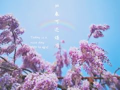 -嘉定紫藤园