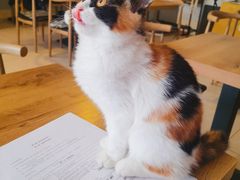 -平行世界·猫咖(首经贸店)