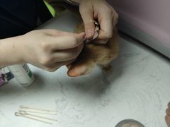 -格蕾宠物医院24H·猫科·肿瘤科·骨科中心(福州总院)