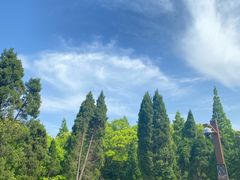 -上海滨江森林公园