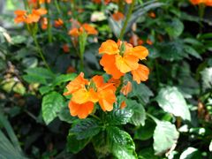 -国家植物园南园