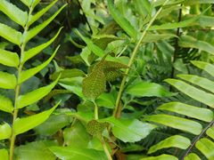 -国家植物园南园