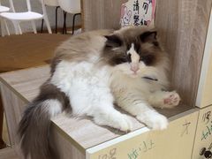 -藏猫猫咖啡主题馆(中央大道店)