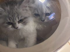 -瑞鹏宠物医院·夜间急症·心超·猫科(祖庙分店)