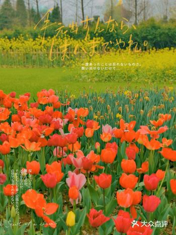 绿博园荷兰园绝美郁金香