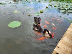 -大湾区中央湿地公园