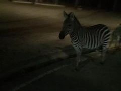 -清迈夜间动物园