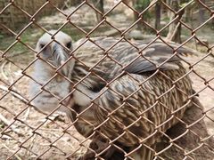 -青藏高原野生动物园