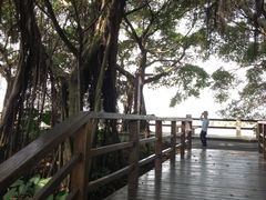 -大湾区中央湿地公园