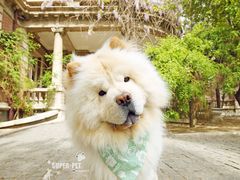 -超宠爱宠物摄影-Super pet