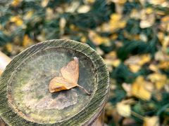 -西湖风景区十里琅珰-五云山