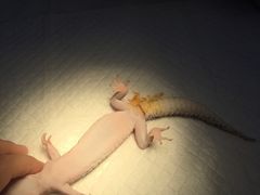 -瑞派·关忠动物医院·异宠专科·犬猫肿瘤·皮肤专科(望京店)