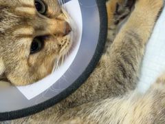 -宠颐生汉谟拉比宠物医院