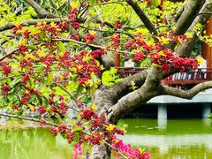 -云溪植物园