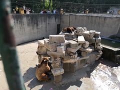 -保定市动物园