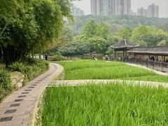-龙头寺公园