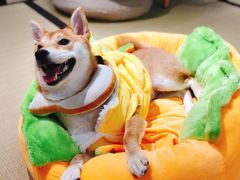 -逗柴咖啡屋·狗咖猫咖宠物桌游