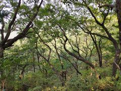 -罗田天堂寨风景区