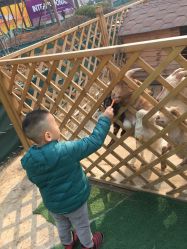 -萌宠亲子动物乐园(槐房万达店)