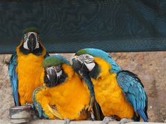 -西霞口神雕山野生动物世界